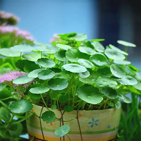 銅錢草玄關|【銅錢草玄關】銅錢草玄關擺放秘招！不僅旺財還有這些意想不到。